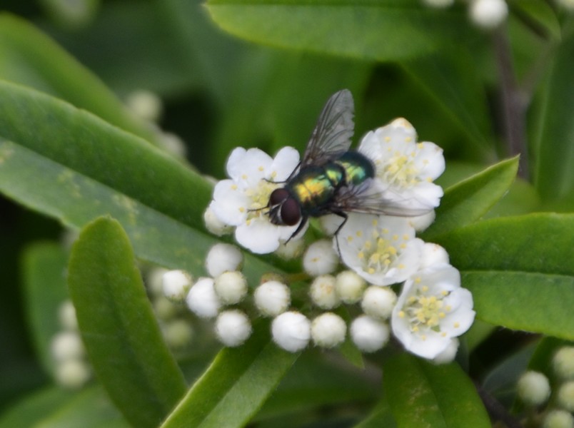 Calliphoridae?